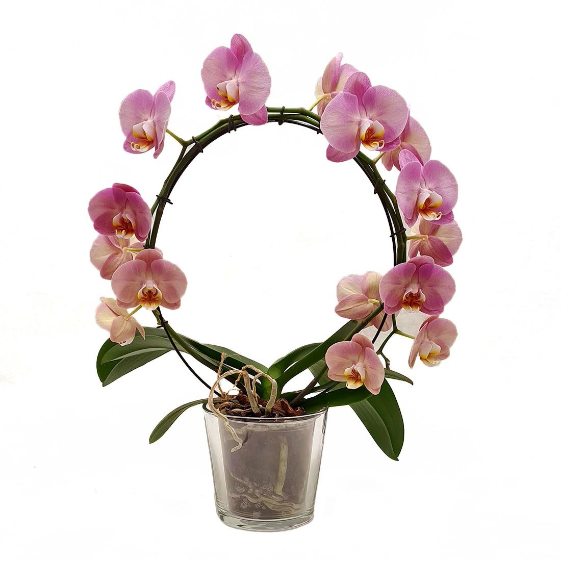 Vazoninis augalas ORCHIDĖJA FALENOPSIS (PHALAENOPSIS), su vazonu