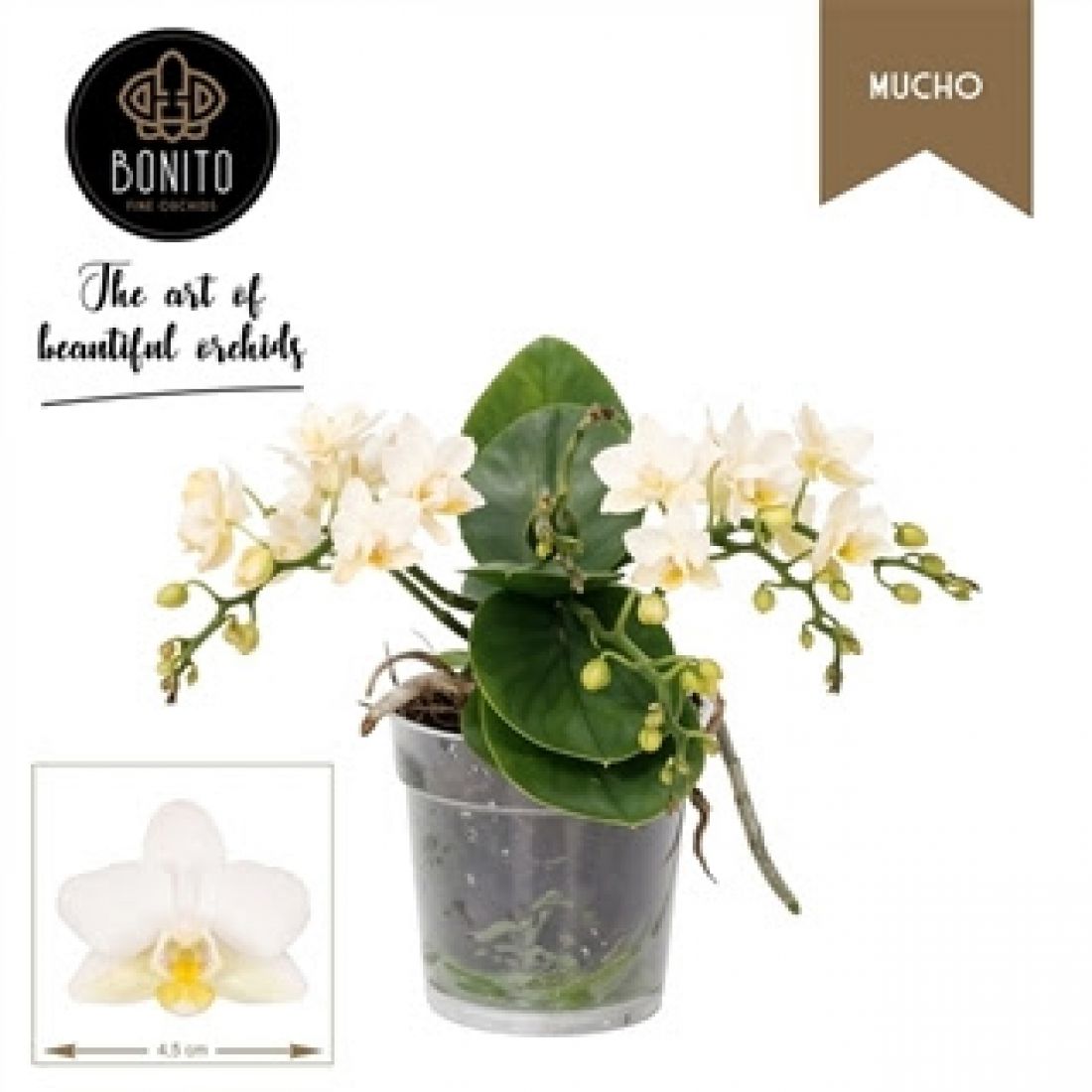 Phalaenopsis Anthura Nazare mucho 12Ø 50cm 5st 40fl