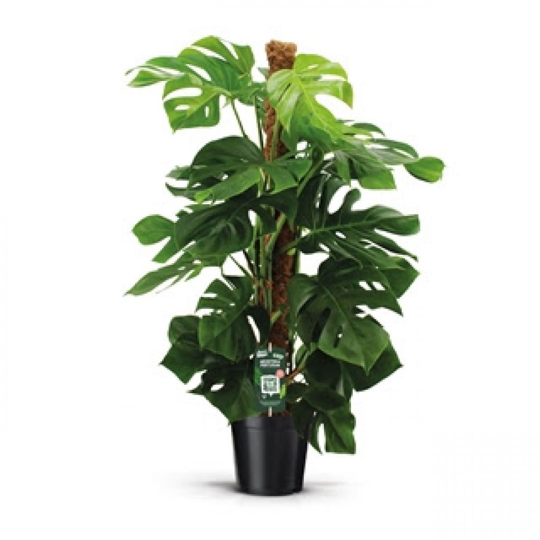Vazoninis augalas Monstera 115cm