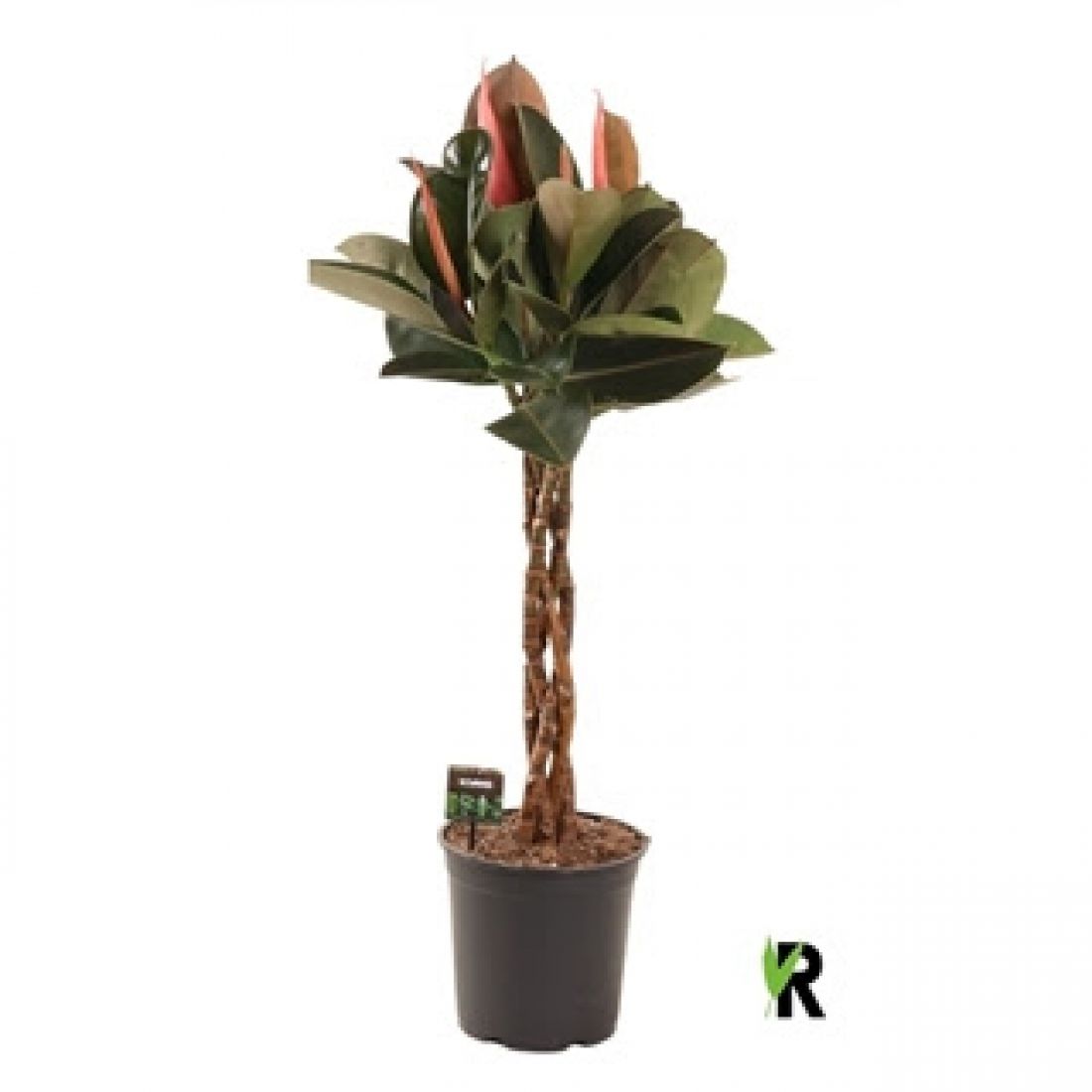 Vazoninis augalas FIKUSAS (benjamina Burgundy twisted) 130 cm.