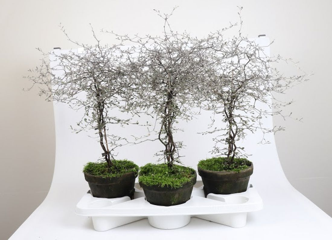 Vazoninis augalas COROKIA COTONEASTER P18 STAM