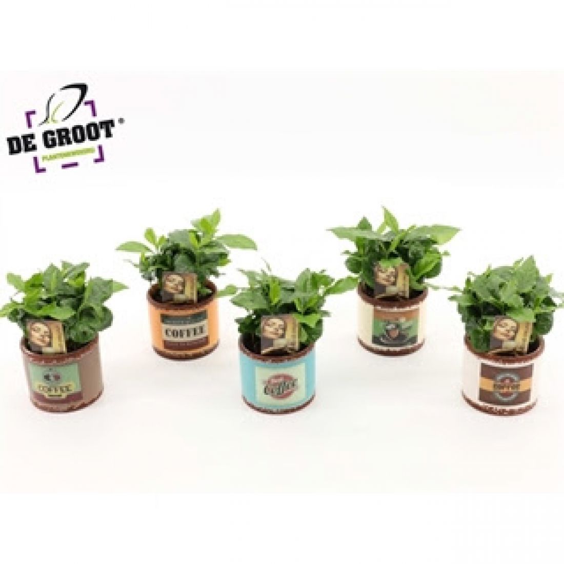 Vazoninis augalas KAVAMEDIS (COFFEA), su vazonėliu 9Ø 20cm