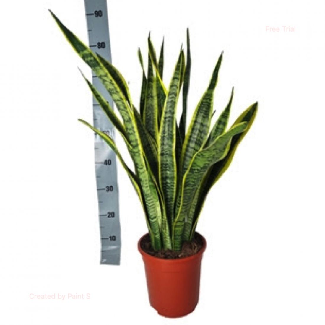 Vazoninis augalas Sansevieria trifasciata Laurentii 21Ø 80cm 5pp