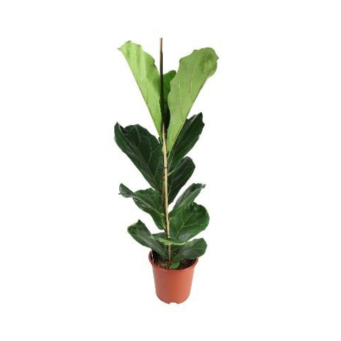 Vazoninis augalas Lyralapis fikusas (Ficus lyrata), be vazono, 130cm