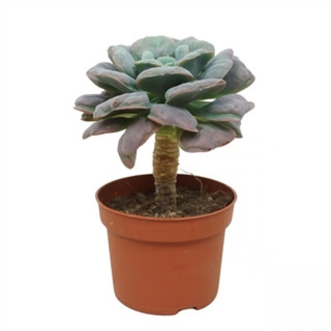 Augalas Echeveria Blue Heart on stem 10,5Ø 16cm