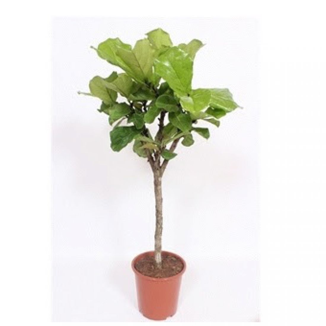Vazoninis augalas Lyralapis fikusas (Ficus lyrata), be vazono, 27Ø 145cm