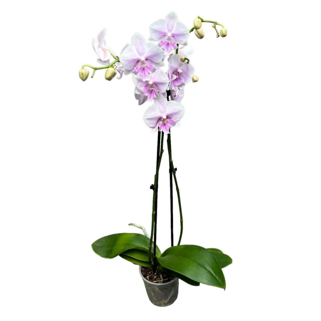 Phalaenopsis anthura rotterd 12Ø 50cm