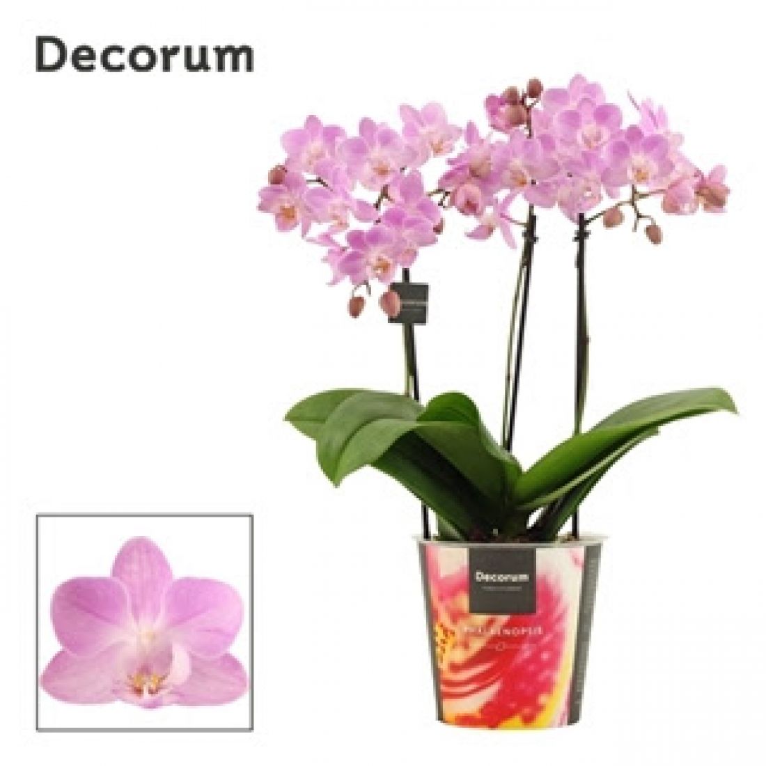 Phalaenopsis Dazzling Cotton Candy 12Ø 35cm 3,5st 30fl
