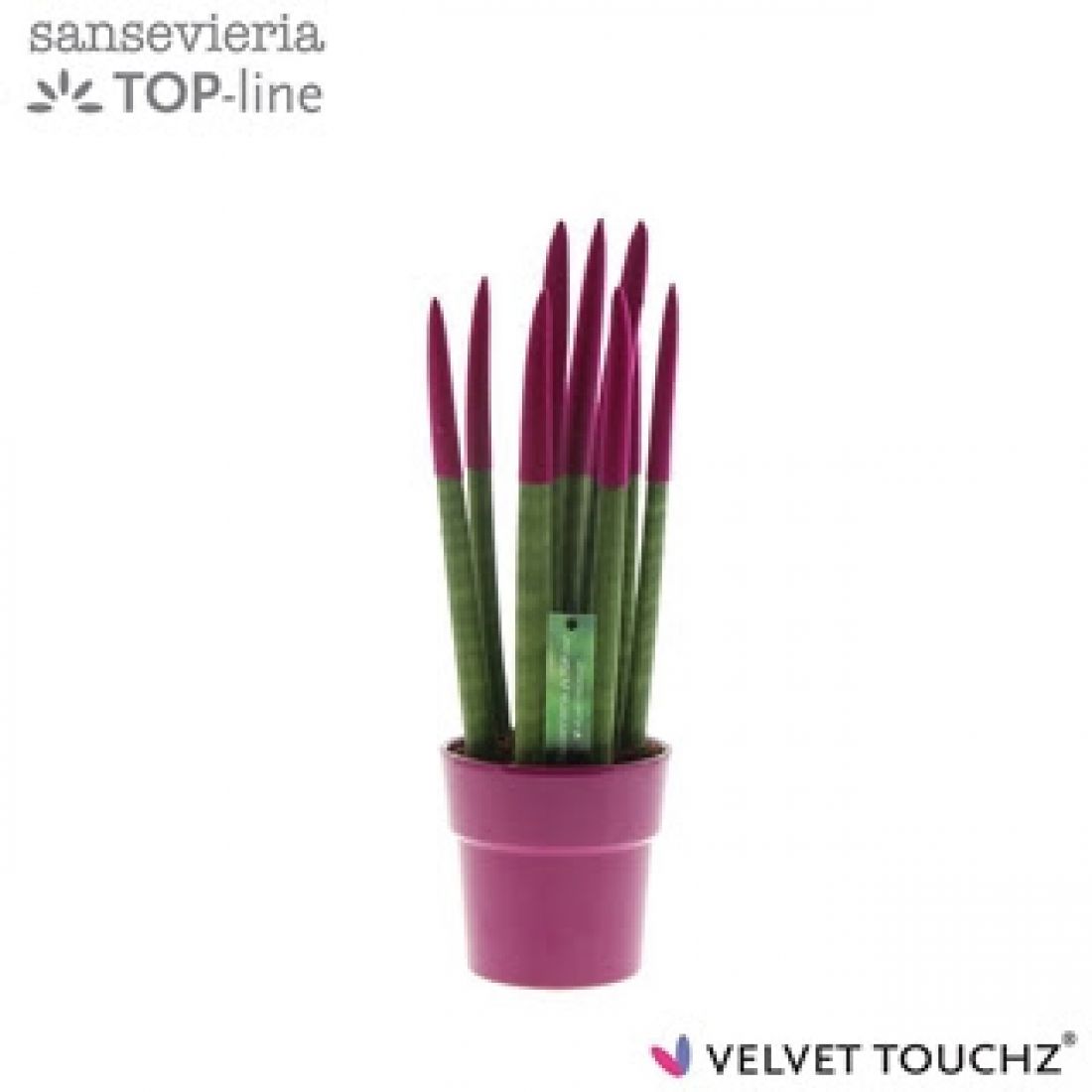 Vazoninis augalas SANSEVJERA (SANSEVIERIA Spaghetti) 12Ø