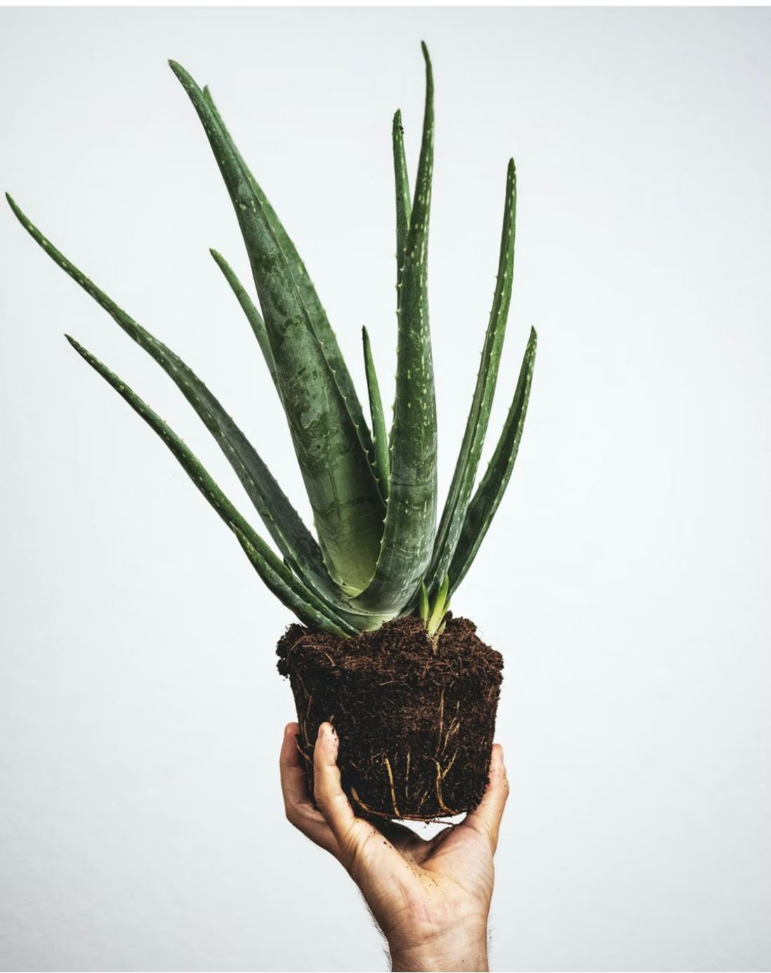 Vazoninis augalas TIKRASIS ALIJOŠIUS, ALAVIJAS (ALOE VERA), be vazono