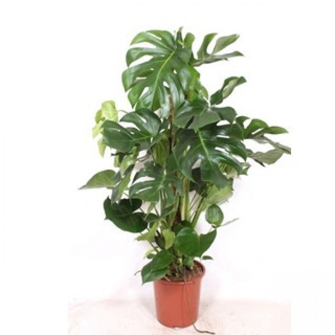 Monstera deliciosa 27Ø 120cm 9pp