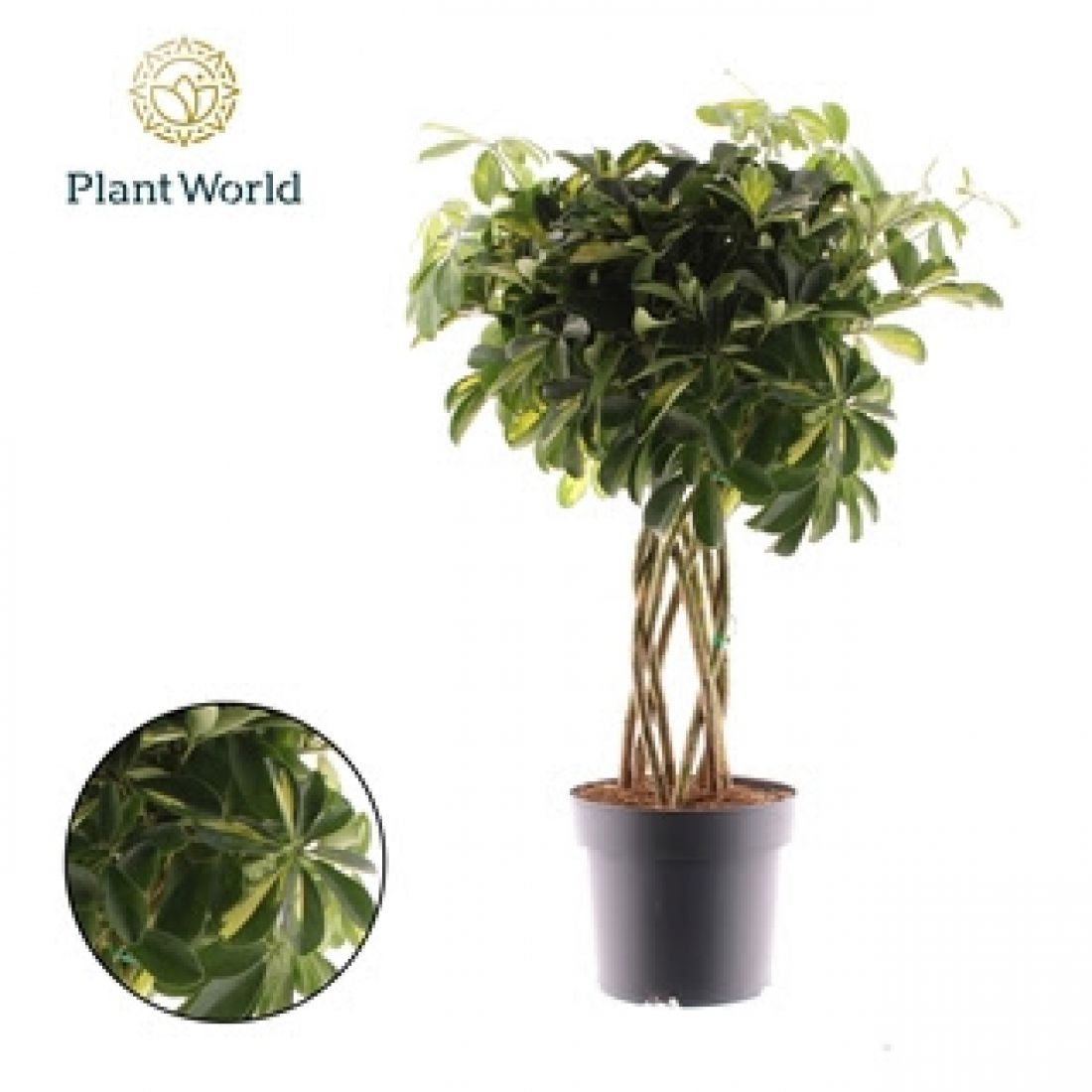 Vazoninis augalas Schefflera arboricola Gold Capella Koker 24Ø 85cm 8pp