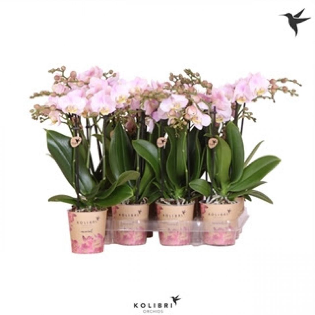 Phalaenopsis MF Little Kolibri pink 9Ø 40cm 3st 20fl
