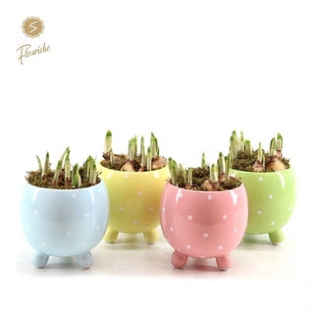 Vazonėlis su Narcizais