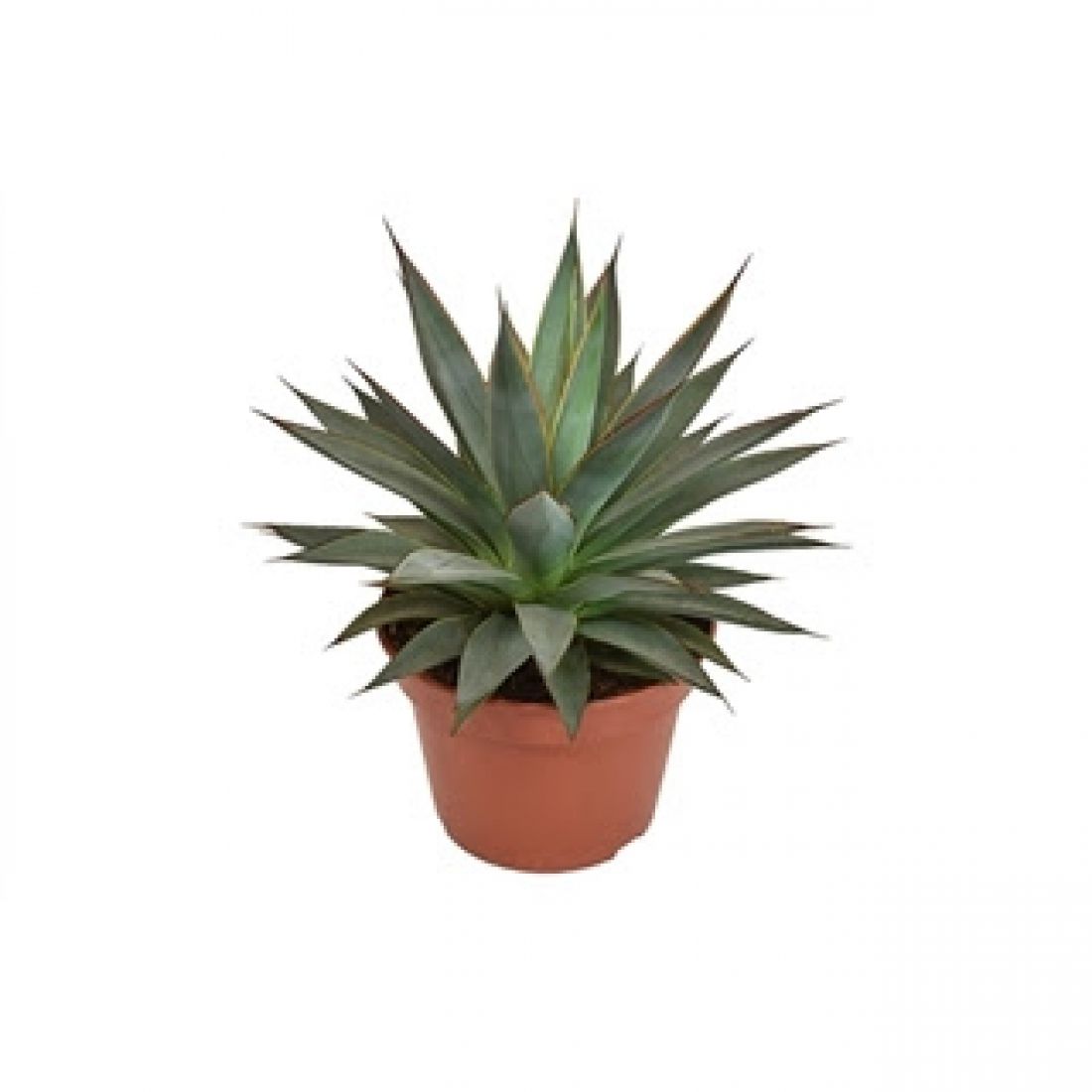 Augalas Agave angustifolia Shaka Koko 15Ø 25cm