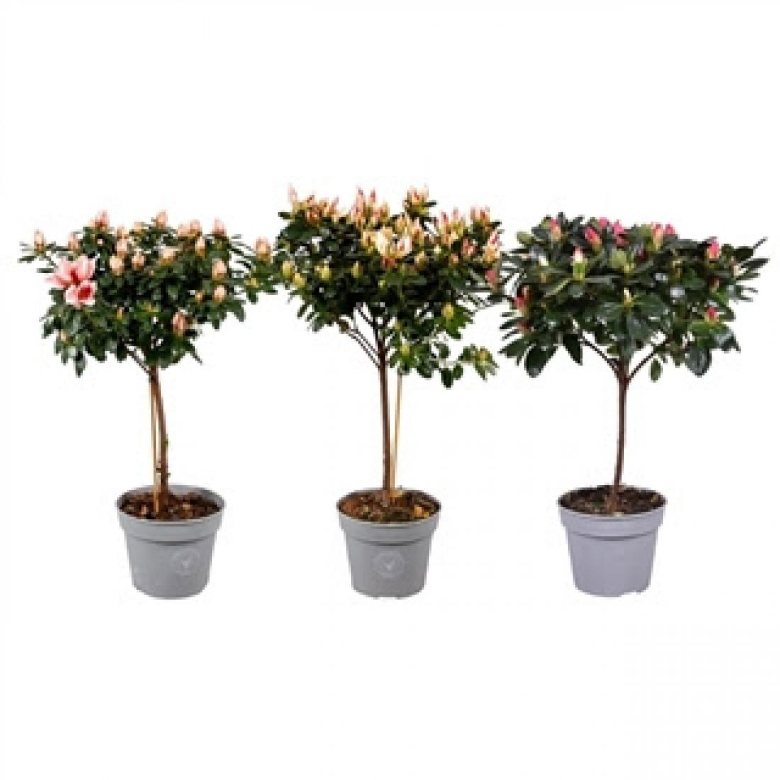 Vazoninis augalas Rhododendron 13Ø 40cm 22Ø