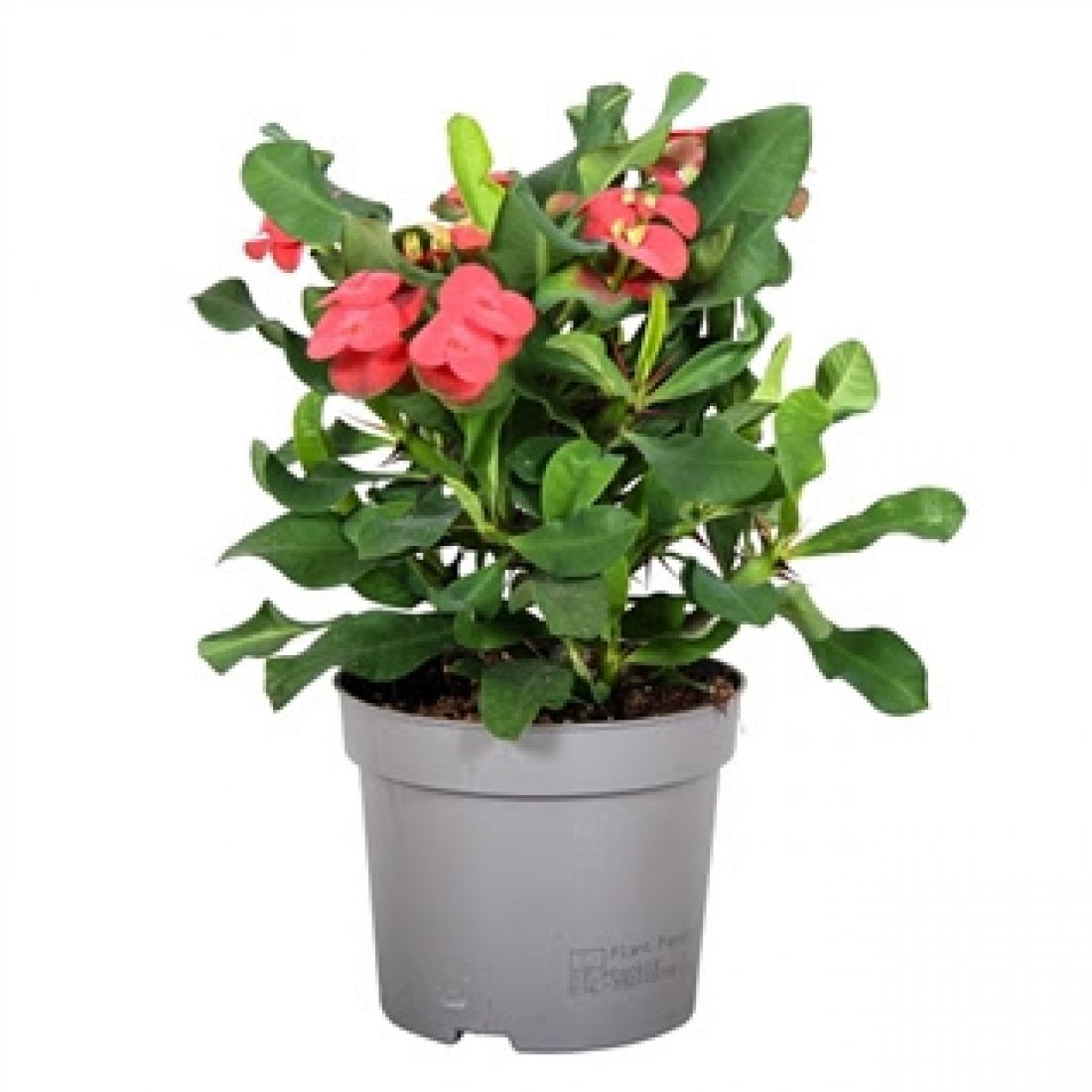 Vazoninis augalas DYGLIUOTOJI KARPAŽOLĖ (EUPHORBIA MILII), be vazono