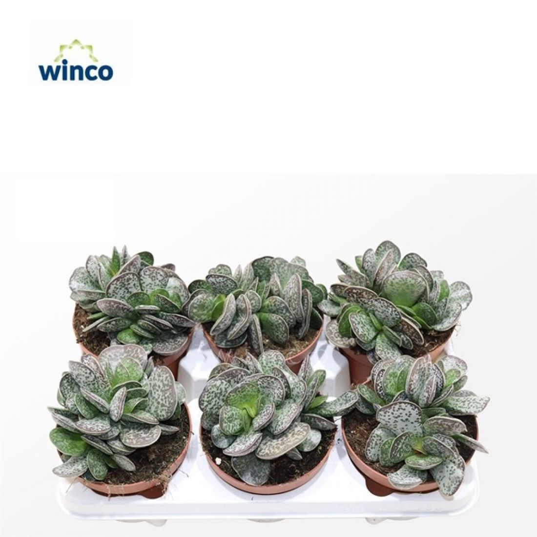 Vazoninis augalas Adromischus Maculatus 13Ø 20cm