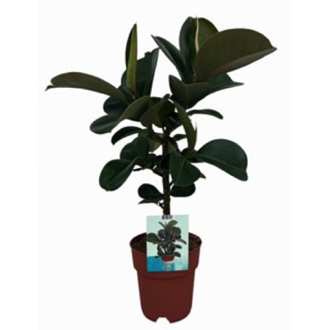 Vazoninis augalas FIKUSAS elastica Cloe 19Ø 65cm 1pp