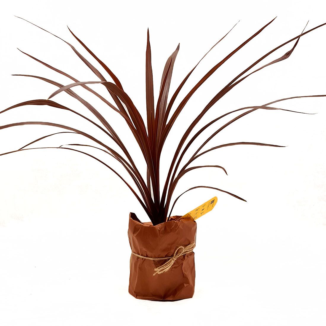 Vazoninis augalas KORDILINA (CORDYLINE), be vazono
