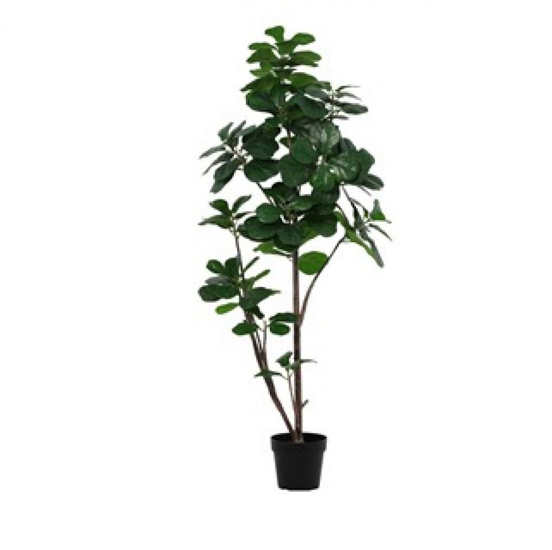 Dirbtinis augalas Ficus Lyrata branched 19Ø 160cm