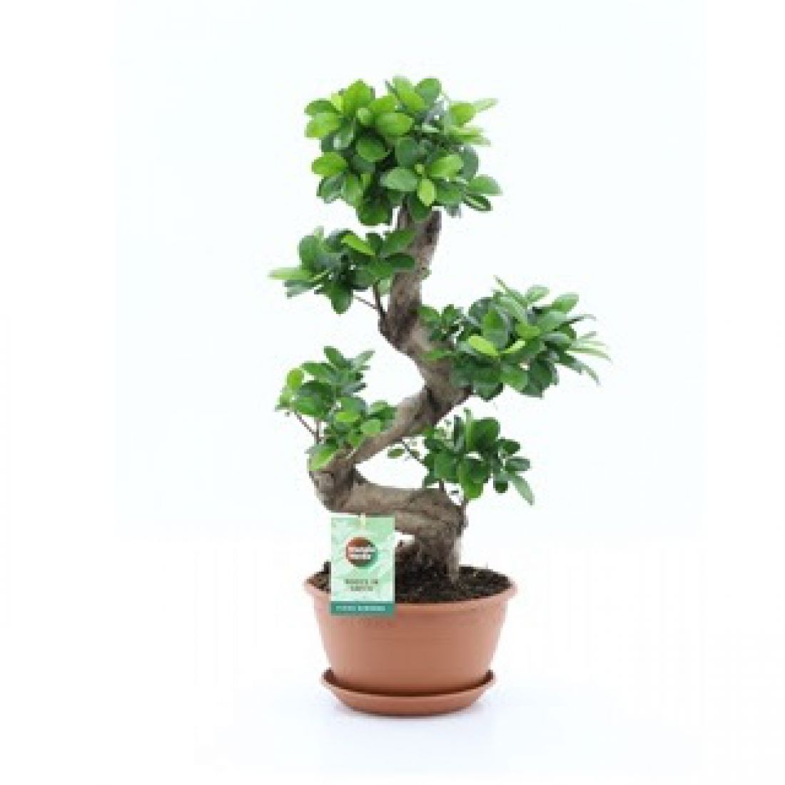 Vazoninis augalas Ficus mi Gingseng s-type 22Ø 60cm 1pp