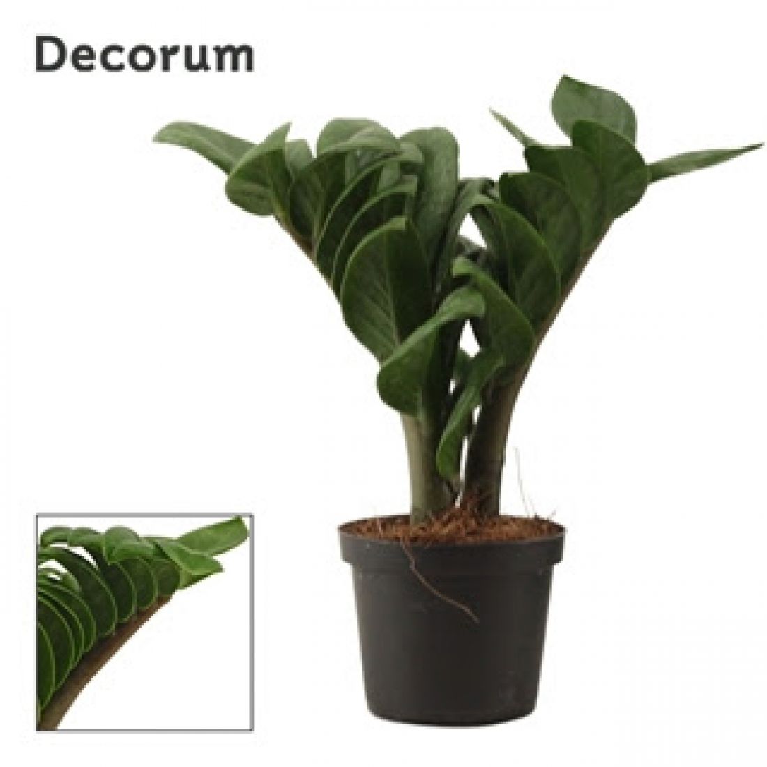 Zamioculcas zamiifolia Zenzi 9Ø 25cm 2st