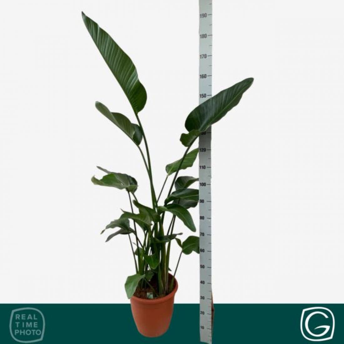 Vazoninis augalas Strelicija Nicolai (Strelitzia nicolai), be vazono, 170cm 30Ø