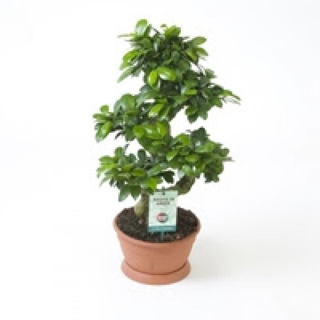 Vazoninis augalas FIKUSAS GINSENG, be vazono