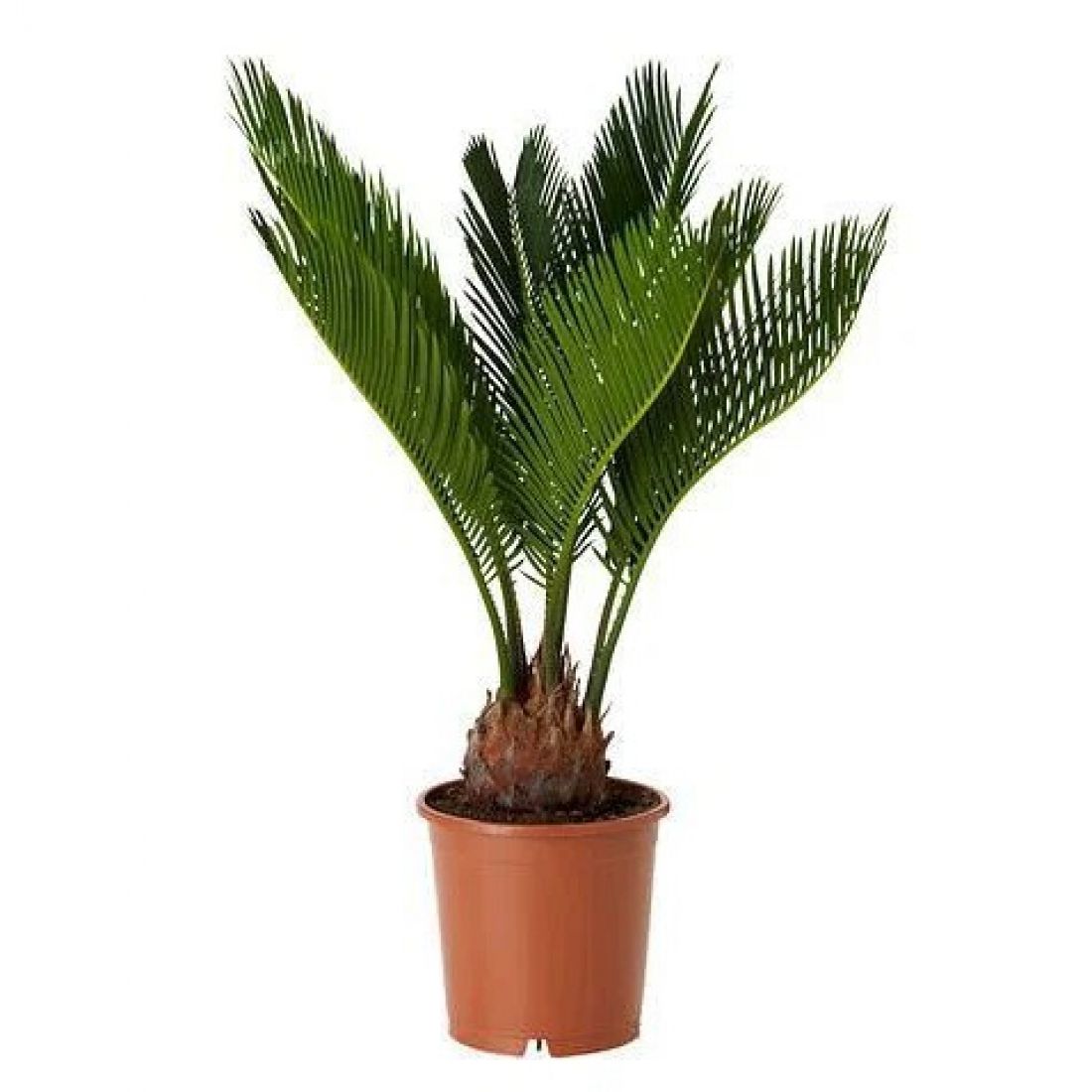 Vazoninis augalas Cikas 14Ø 65cm