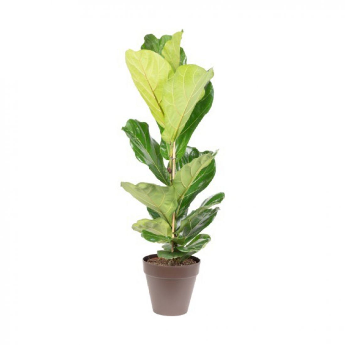 Vazoninis augalas Lyralapis fikusas (Ficus lyrata), be vazono, 130cm