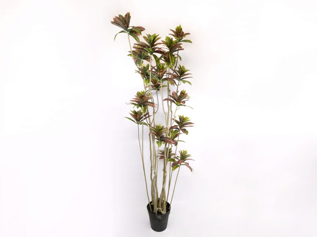 Dirbtinis augalas Croton medis 19 žiedynų h180 cm