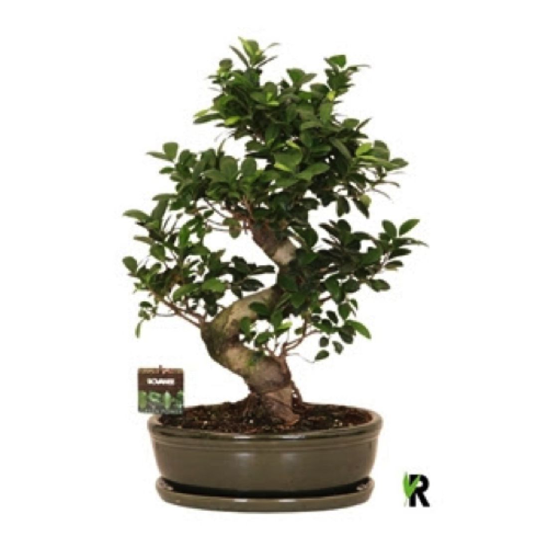 Vazoninis augalas FIKUSAS GINSENG s-type 35Ø 70cm 1pp