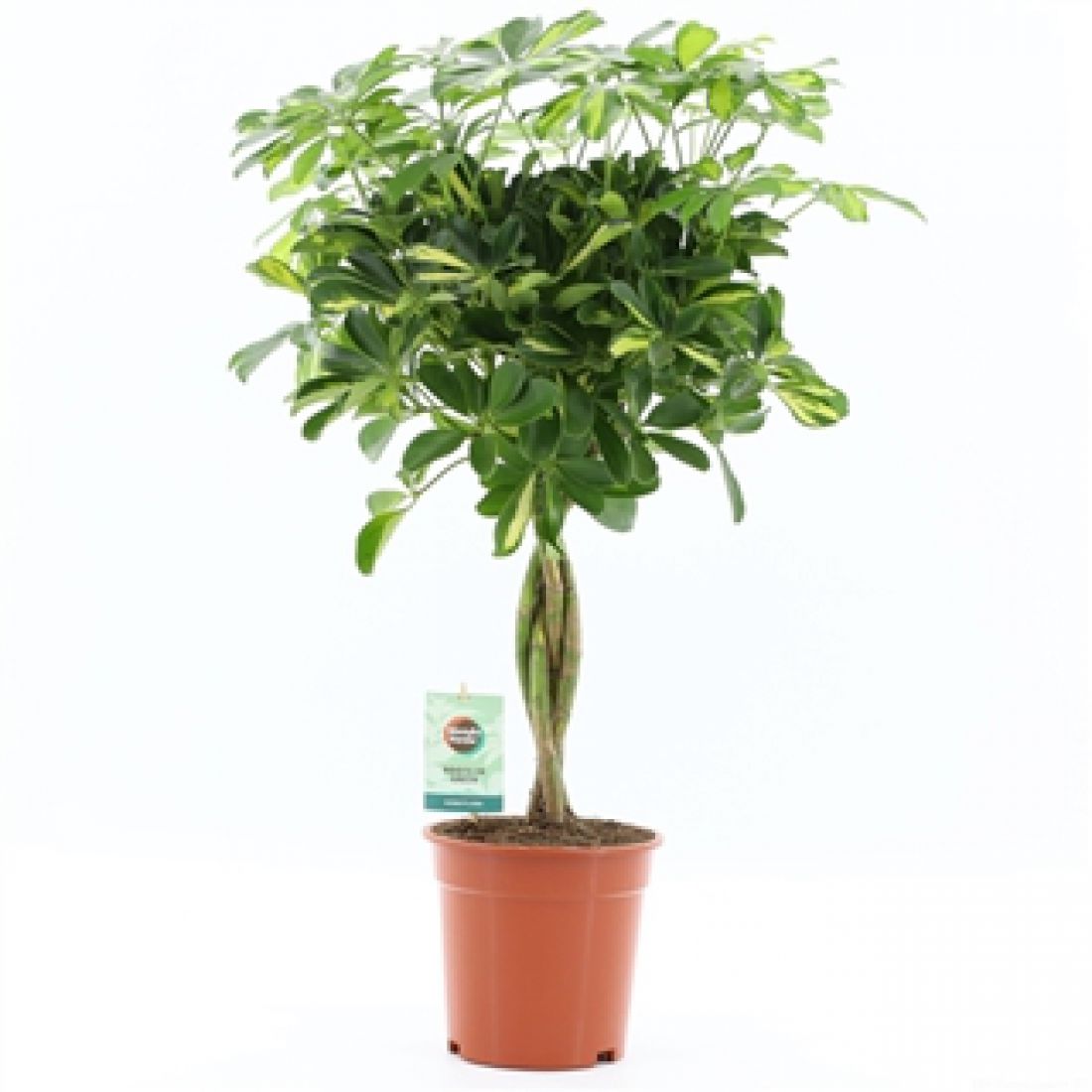 Schefflera gold capella 19Ø 80 cm 1 vnt.