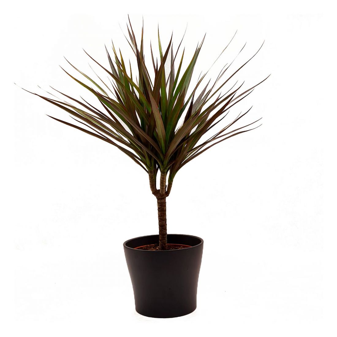 Vazoninis augalas DRACENA (DRACENA), be vazono