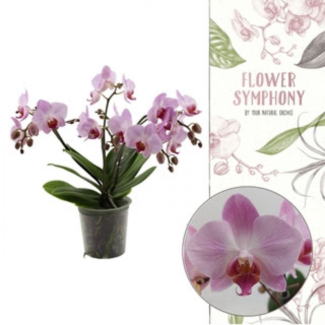 Phalaenopsis Mf Anthura Antwerp 12Ø 45cm 5st 35fl