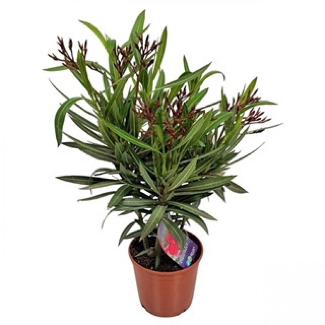 Vazoninis augalas Nerium Oleander Red 18Ø 50cm