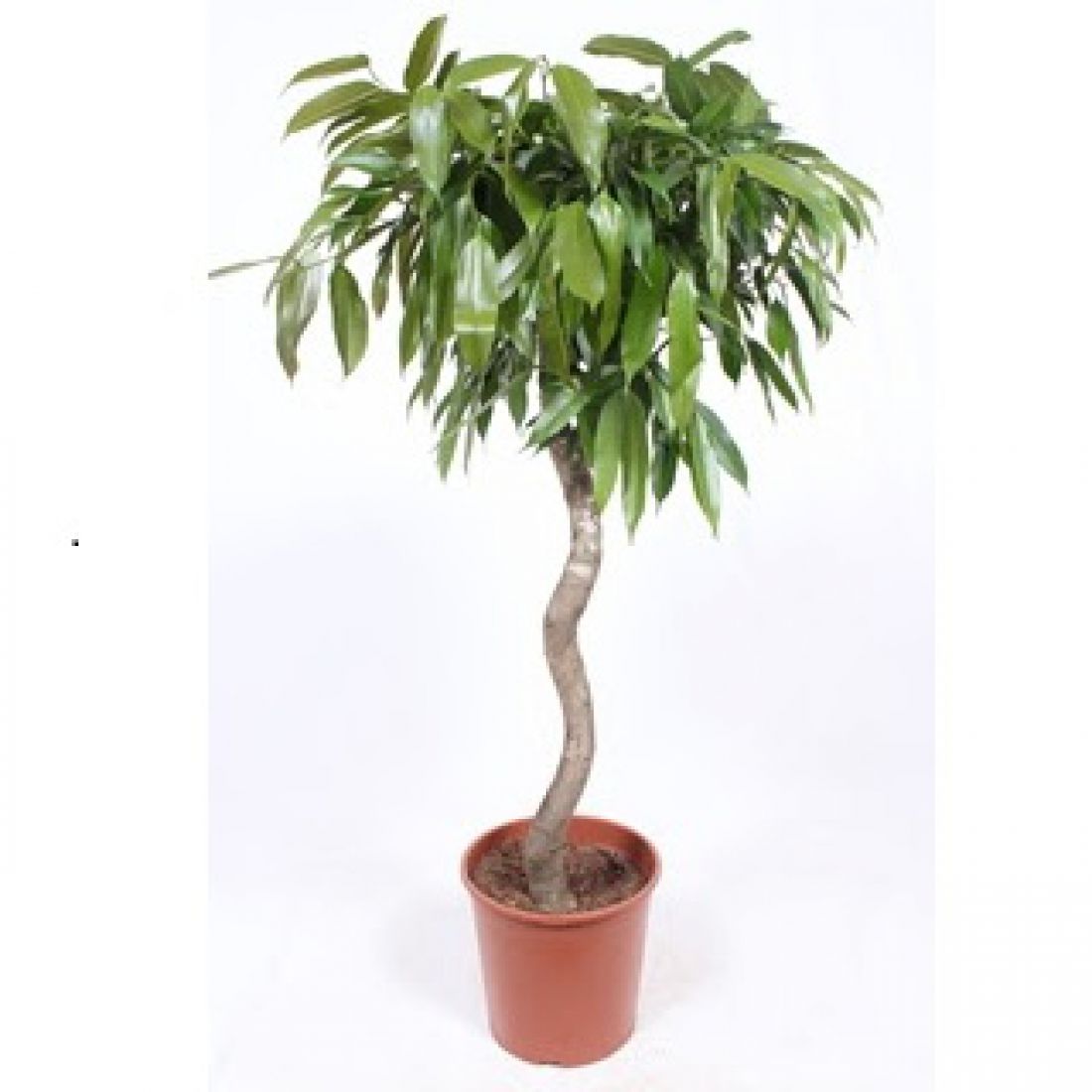 Vazoninis augalas Ficus Amstel King spiral 30Ø 140cm 1pp