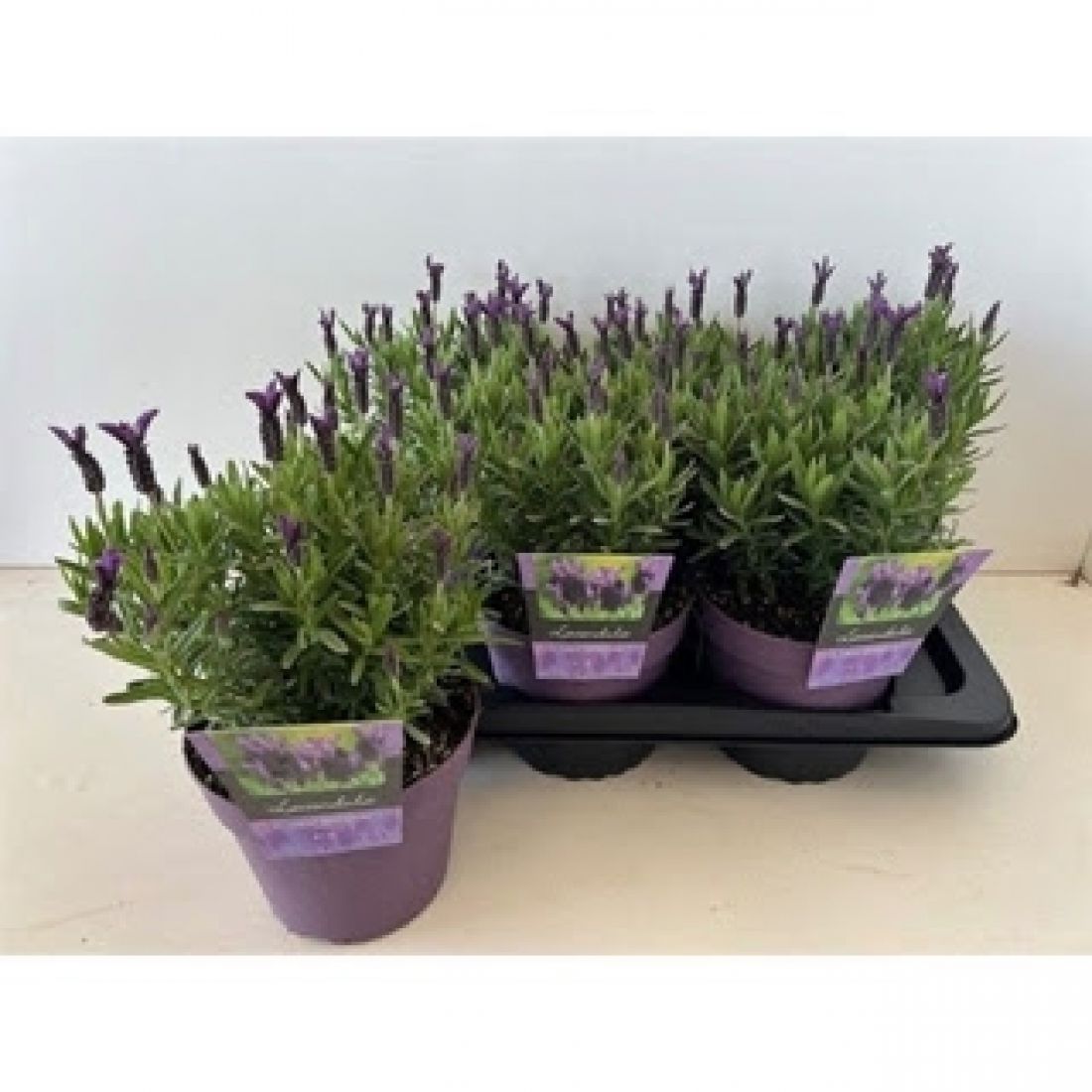 Vazoninis augalas Lavandula stoechas Great Adventure 17Ø 38cm