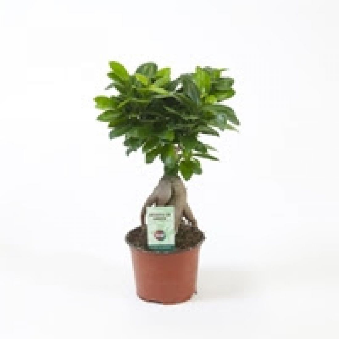 Vazoninis augalas FIKUSAS GINSENG 12Ø 30cm