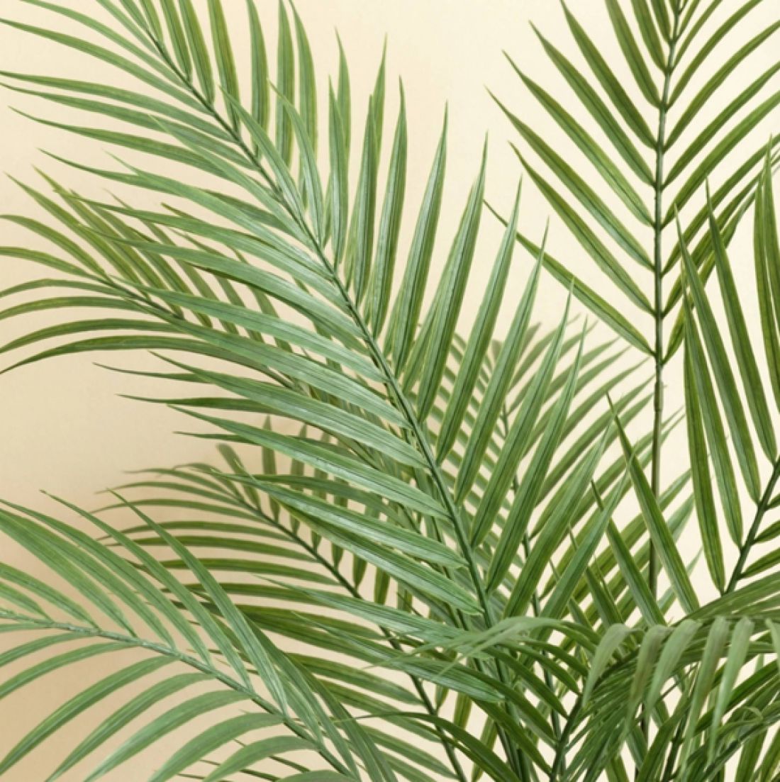 Dirbtinis augalas Howea Forsteriana 13Ø 80cm