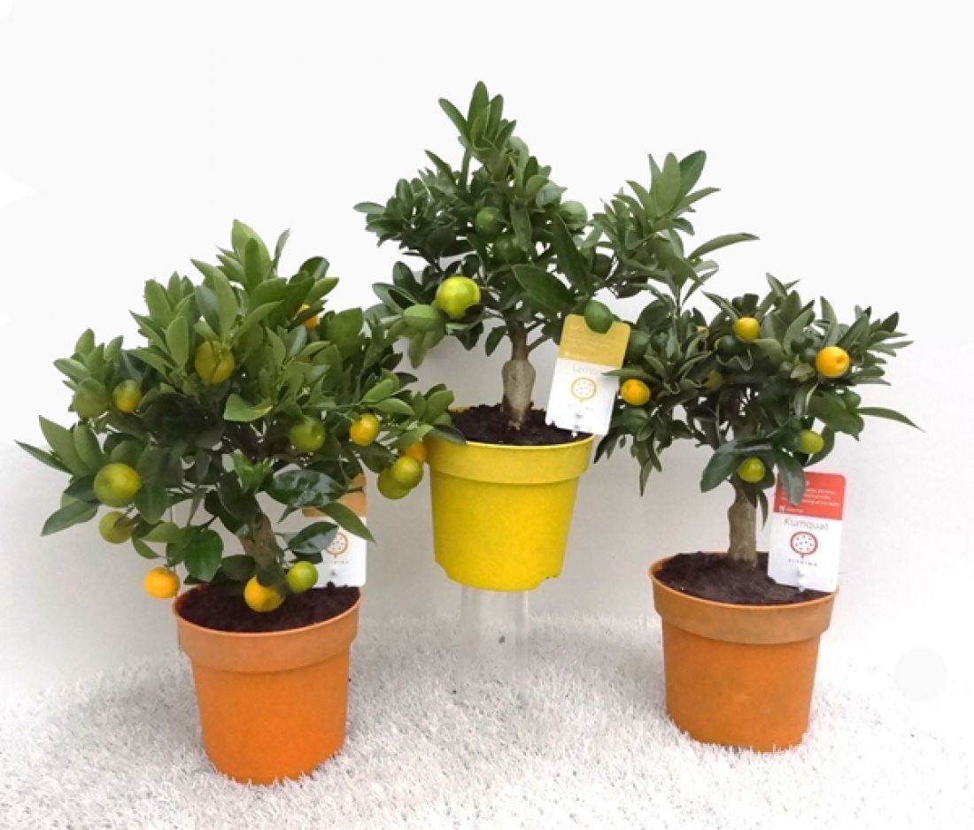 Vazoninis augalas Citrus Cit mix mini-stem 14Ø 35cm 1vnt.
