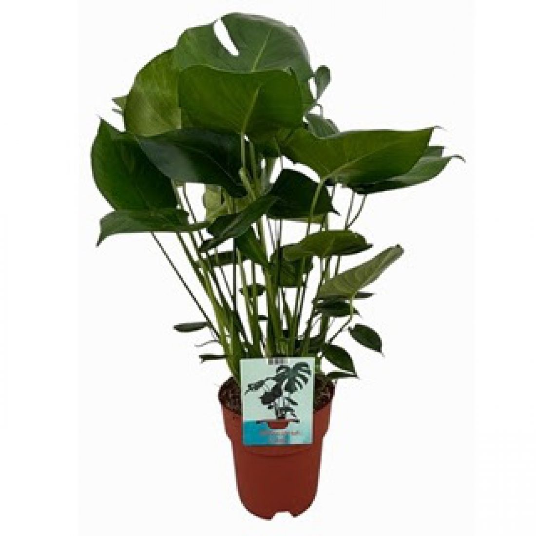 Vazoninis augalas Monstera deliciosa 19Ø 70cm 5pp