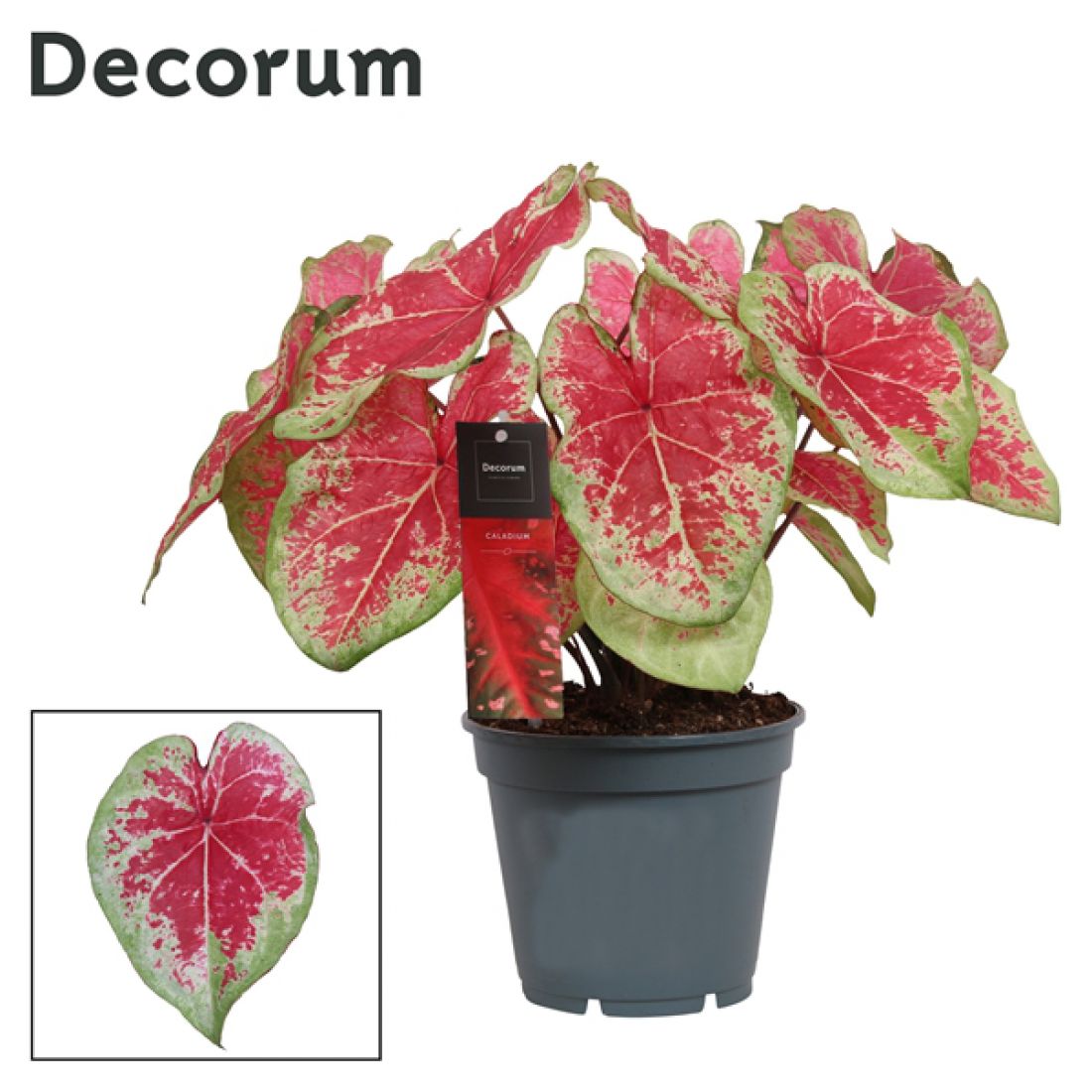 Vazoninis augalas Caladium BiColor 17Ø 40cm