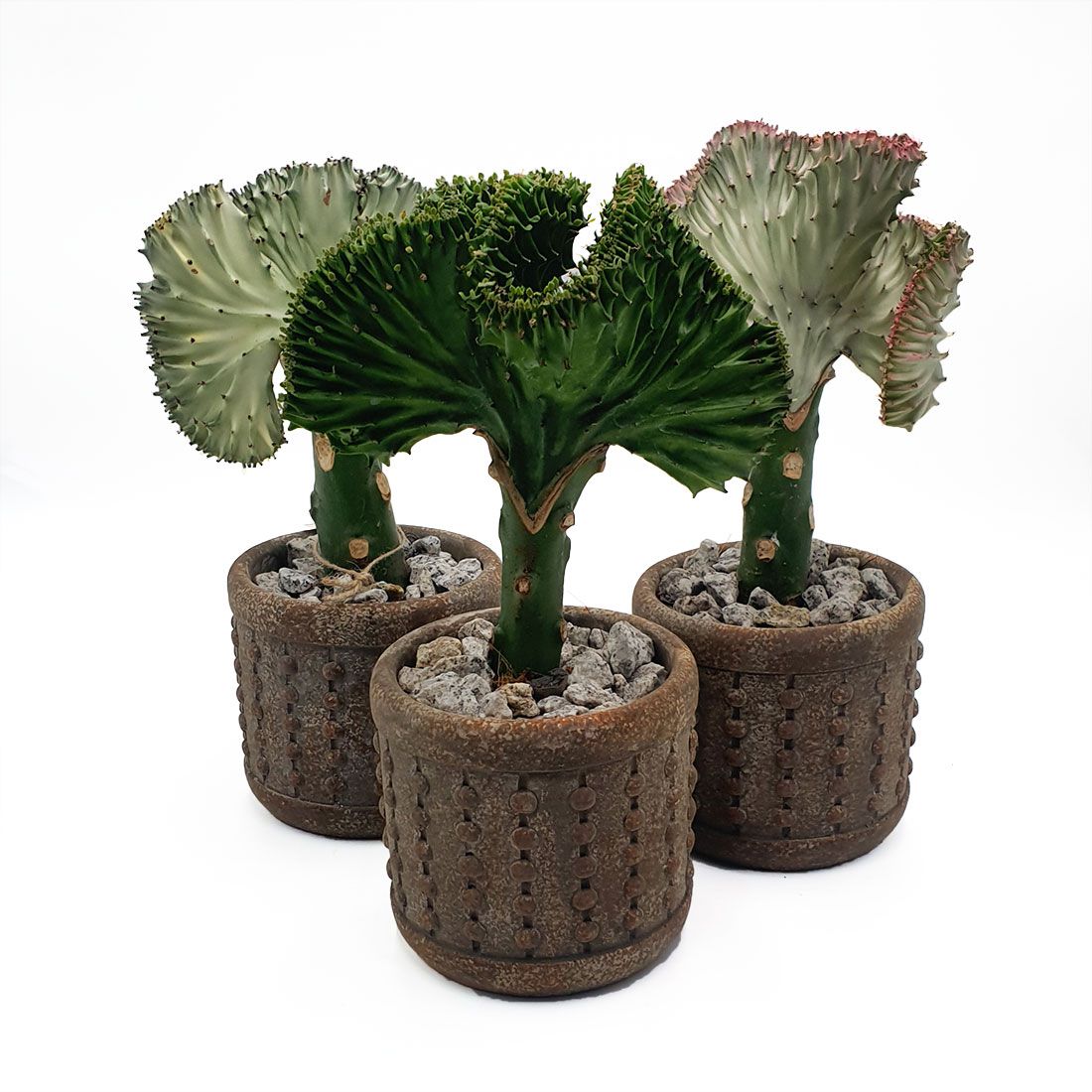 Vazoninis augalas EUPHORBIA LACTEA „CRISTATA“, su vazonu