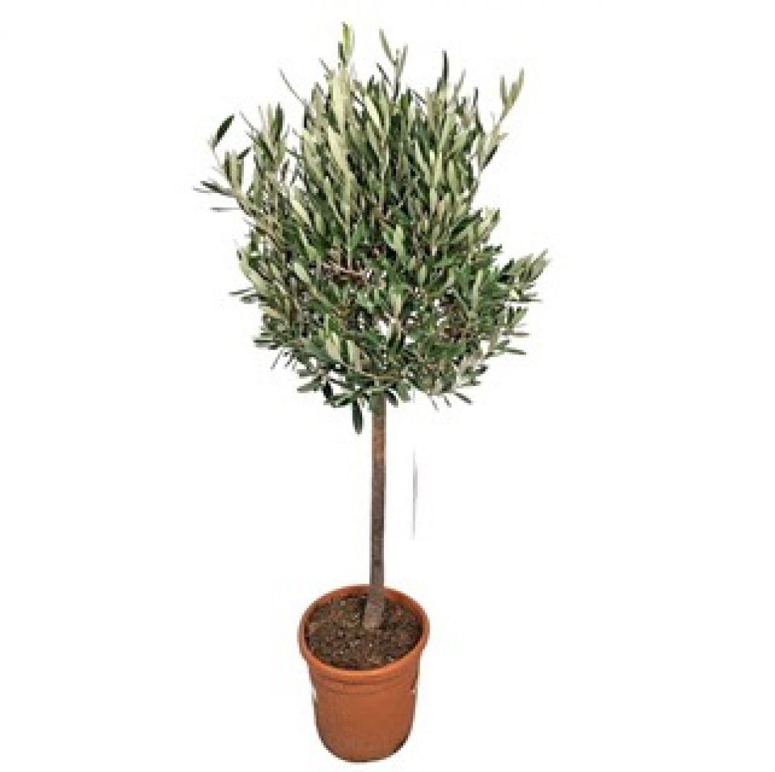 Vazoninis augalas Olea europaea 22Ø 110cm