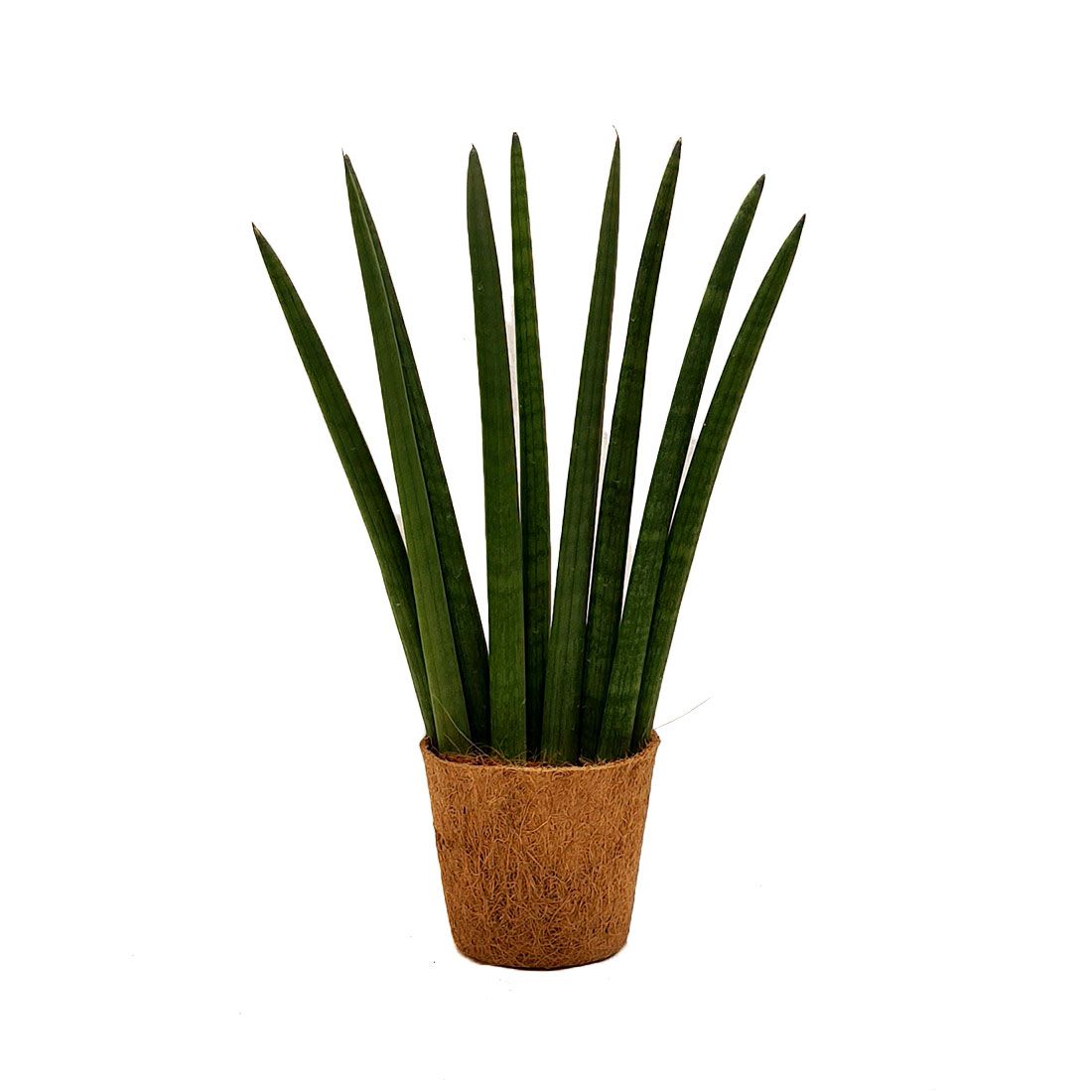 Vazoninis augalas SANSEVJERA (SANSEVIERIA), be vazono
