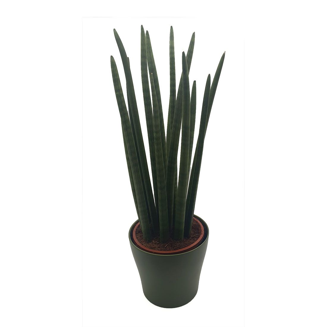 Vazoninis augalas SANSEVJERA (SANSEVIERIA), be vazono, 68cm