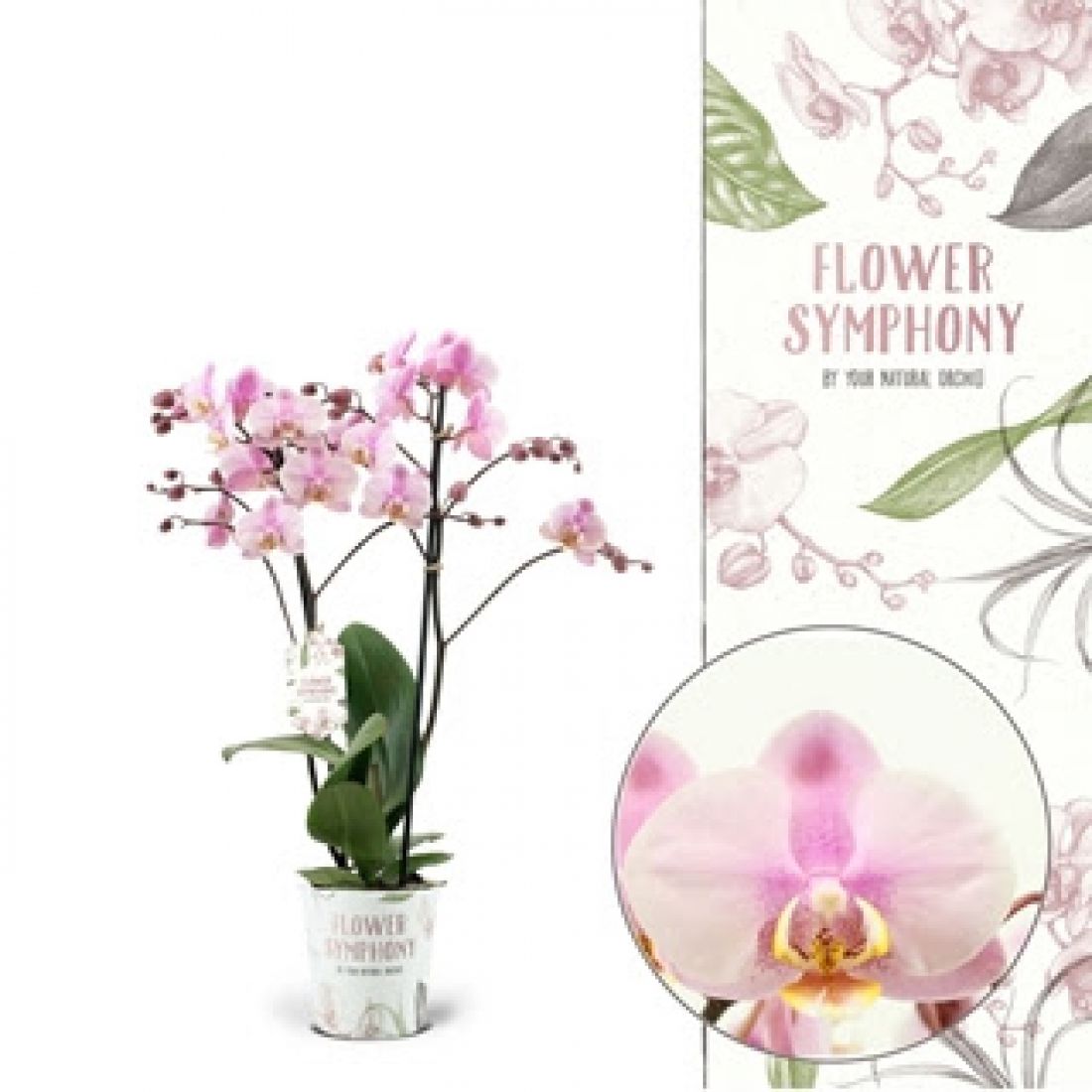 Phalaenopsis Anthura Roskilde 12Ø 45cm 2st 22fl