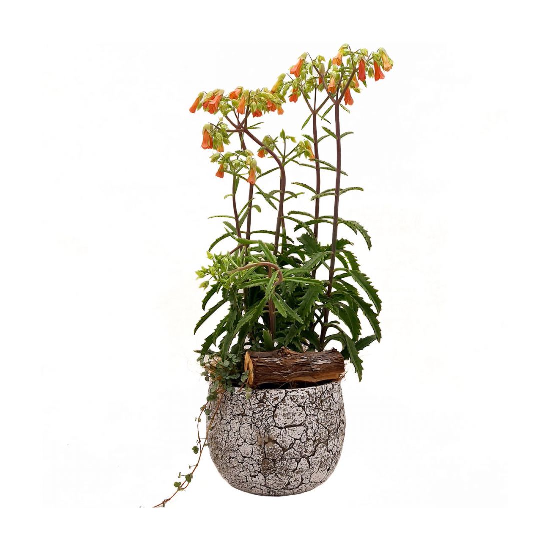 Kompozicija su KALANKE LUCKY BELL (KALANCHOE), su vazonu